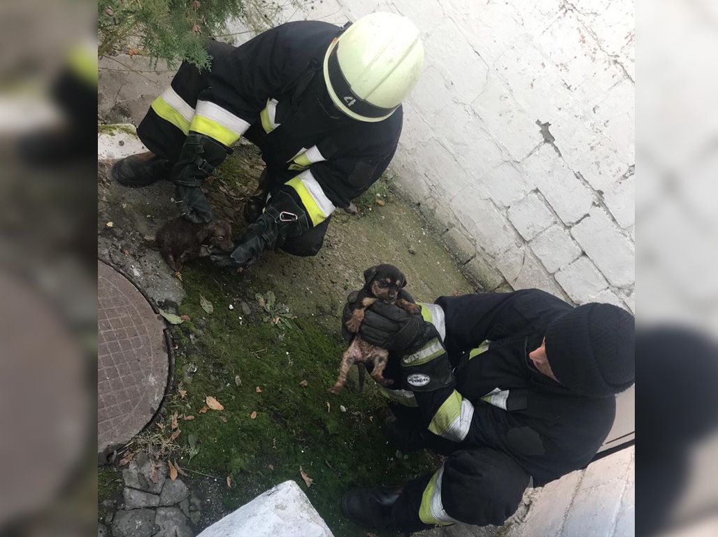 Провалились в туалет: в Днепре спасали щенков. Новости Днепра