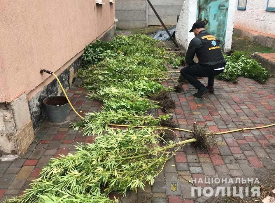 «Оружие и плантация конопли»: задержан крупный наркодилер. Новости Днепра