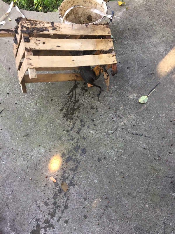 В Днепре из-под земли спасали котенка. Новости Днепра