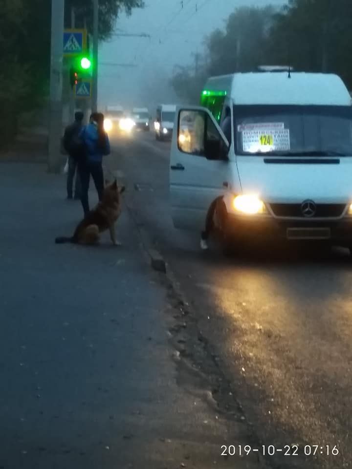 «Хатико по-днепровски»: верный пес вторую неделю ждет своего хозяина на остановке. Новости Днепра