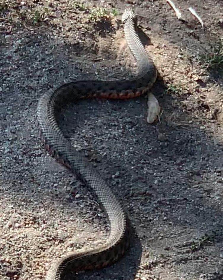 Змея в Днепре заползла в детсад. Новости Днепра