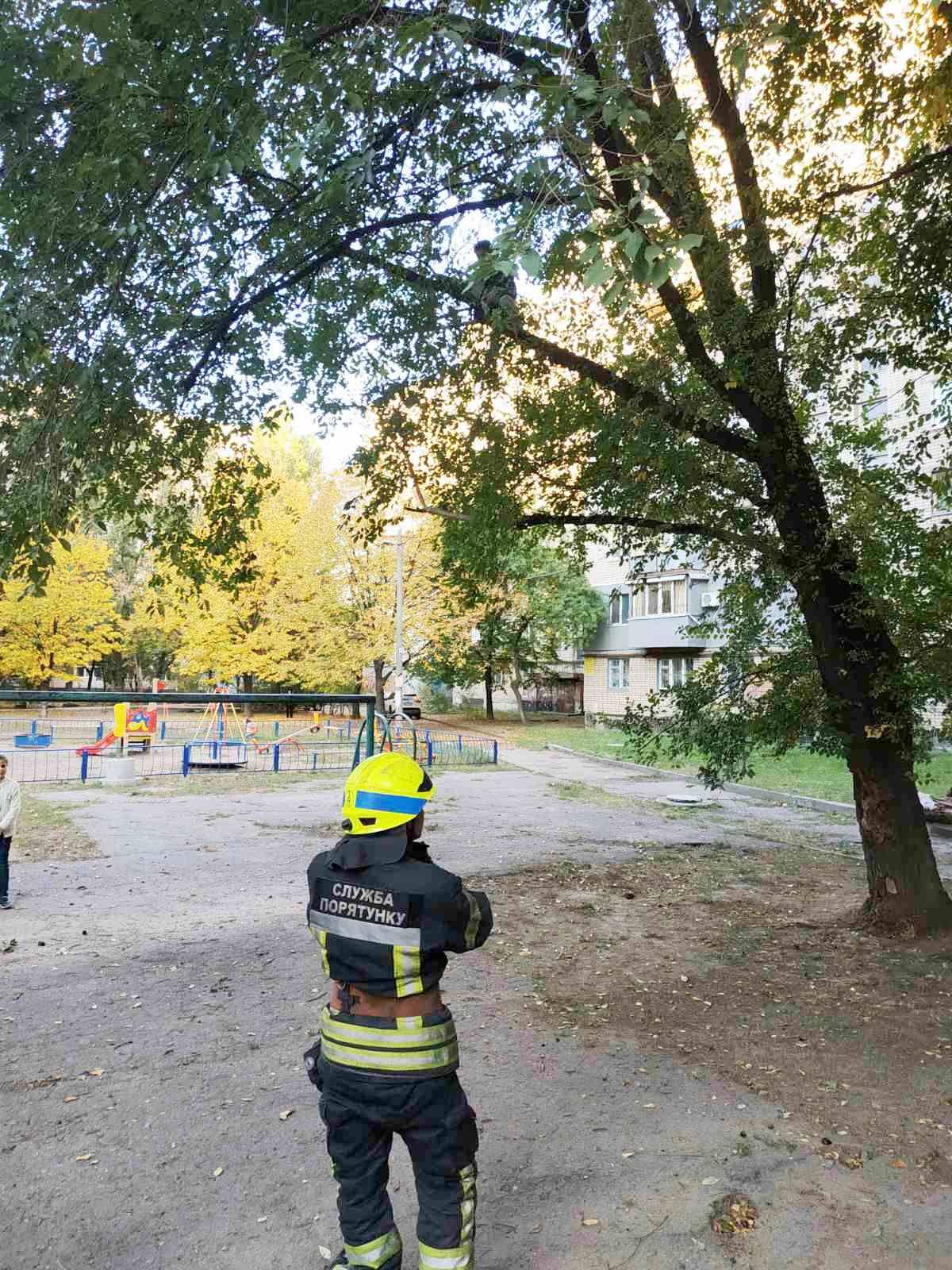 «Мог сорваться»: в Днепре мальчик «застрял» на дереве. Новости Днепра
