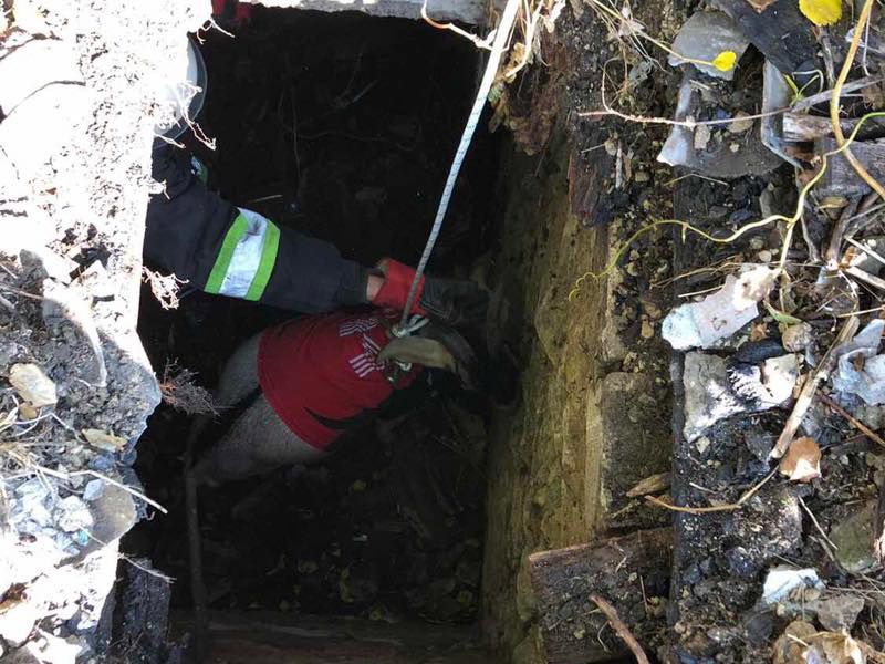 «Модный приговор»: стильный козел Маркиз попал в ловушку. Новости Днепра