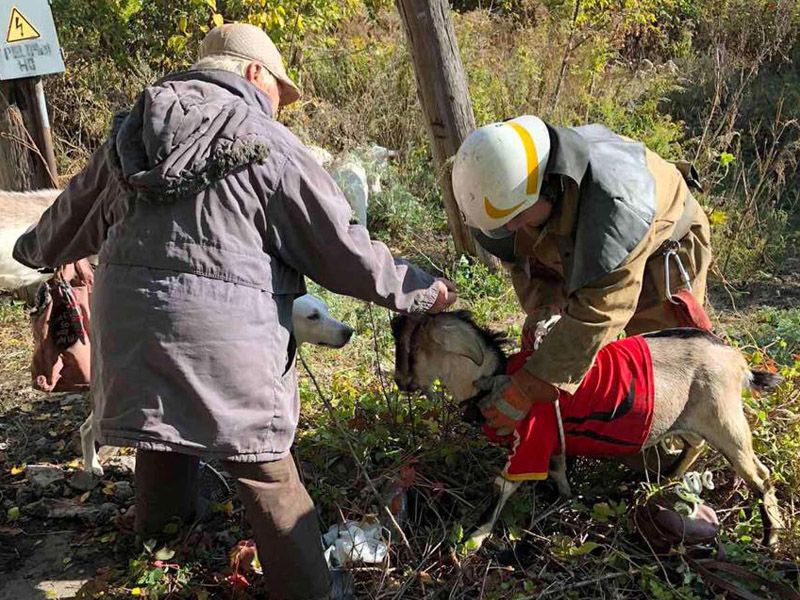 «Модный приговор»: стильный козел Маркиз попал в ловушку. Новости Днепра