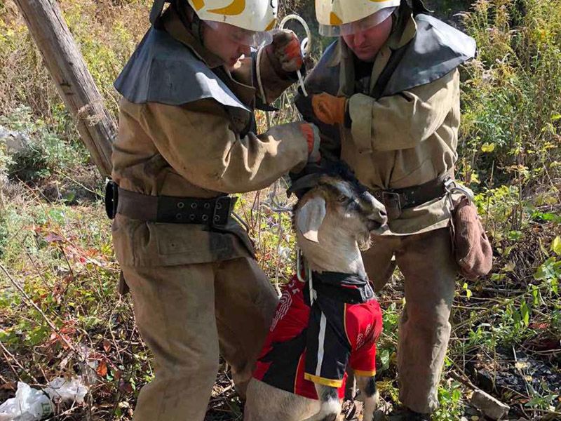 «Модный приговор»: стильный козел Маркиз попал в ловушку. Новости Днепра