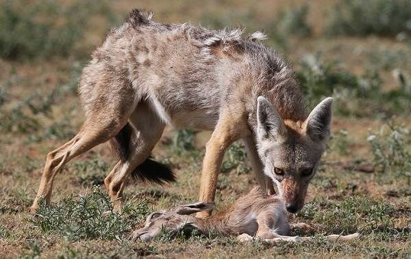 В области появились опасные для людей хищники. Новости Днепра