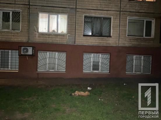 С высоты четвертого этажа: собаку выбросили из окна. Новости Днепра