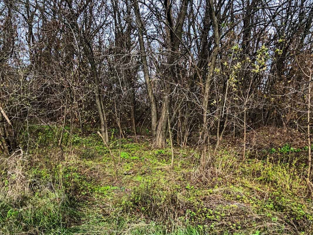 В Днепре грибник нашел повешенного мужчину и оставил объявление об этом. Новости Днепра