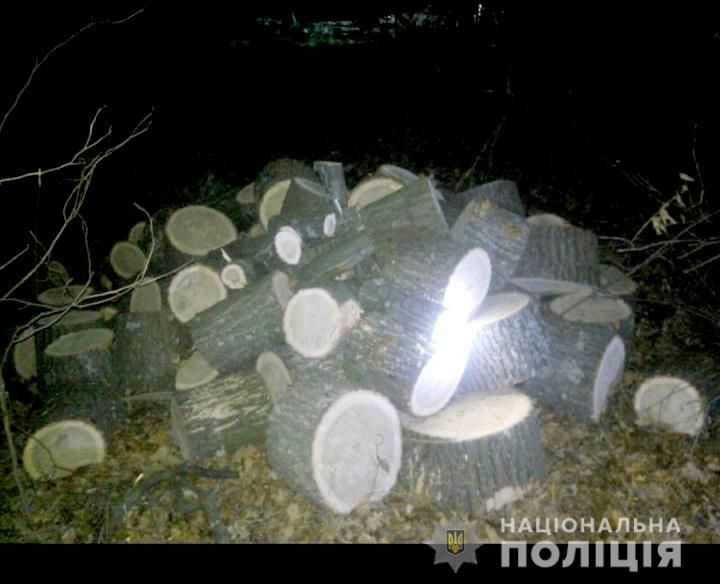«Услышал звук бензопилы»: «черных» лесорубов поймали «на горячем». Новости Днепра