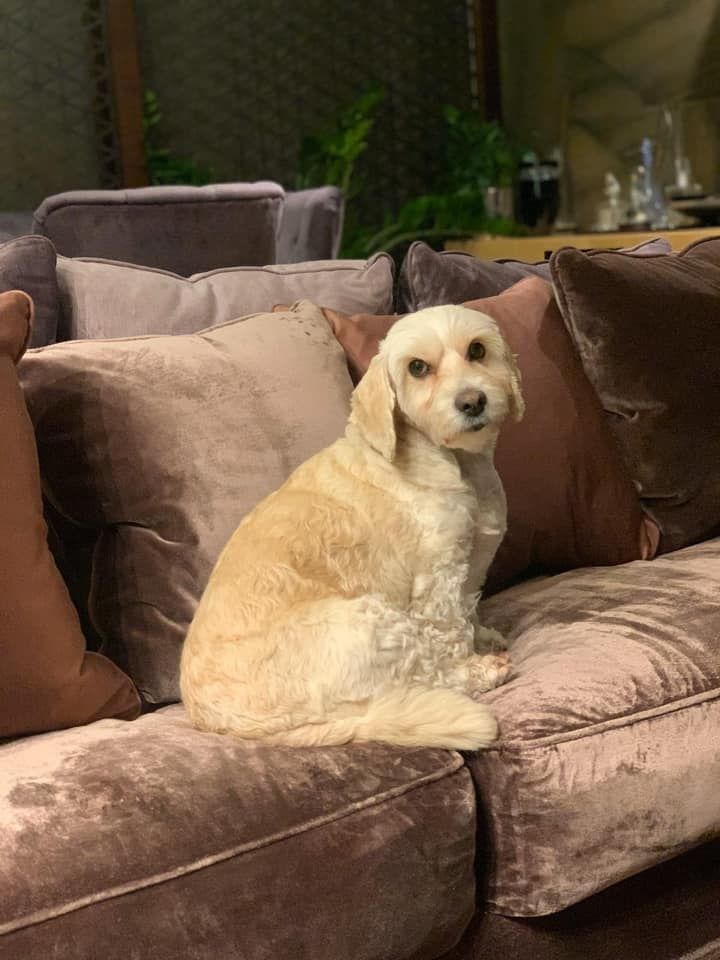 «Он украл мое сердце»: Филатов о своем домашнем питомце. Новости Днепра