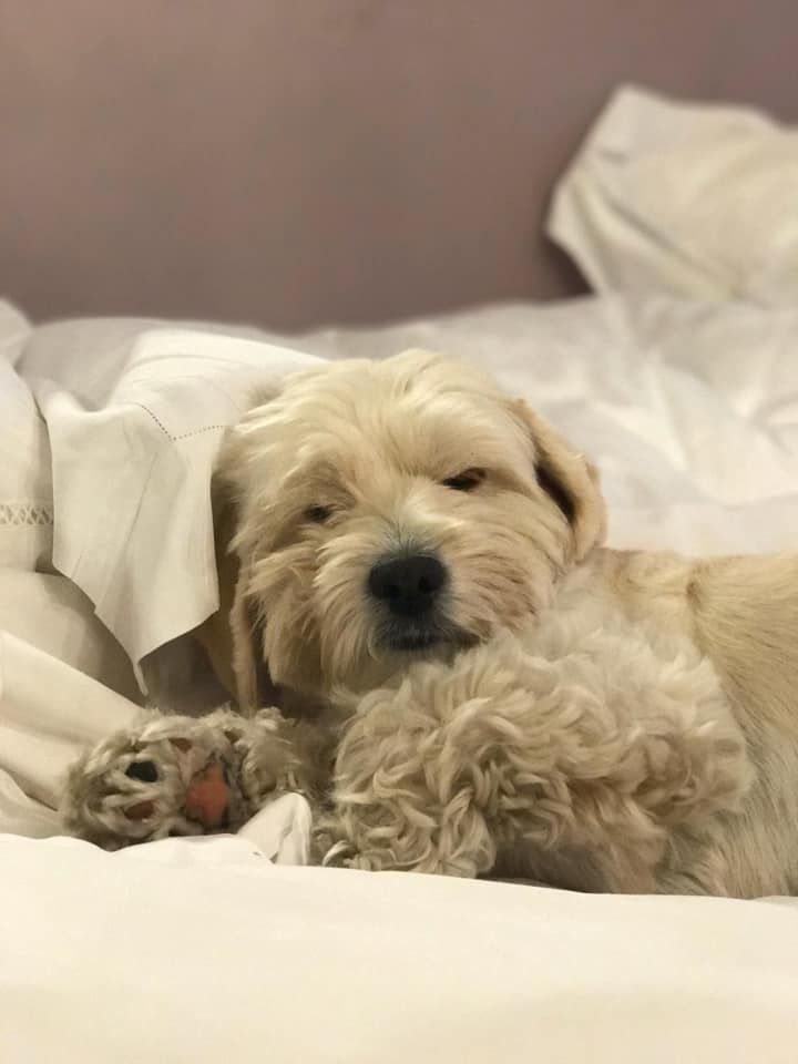 «Он украл мое сердце»: Филатов о своем домашнем питомце. Новости Днепра