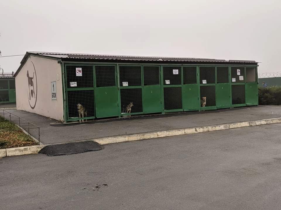 «Интерпайп» и городские власти возвращают в Днепр собак из харьковского приюта