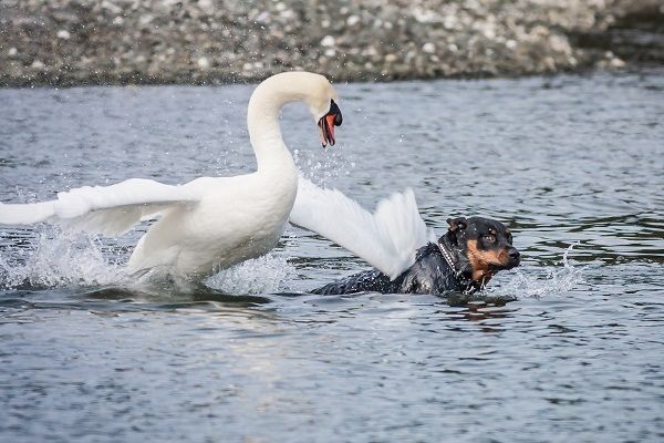Лебедь чуть не утопил пса на водоеме. Новости мира