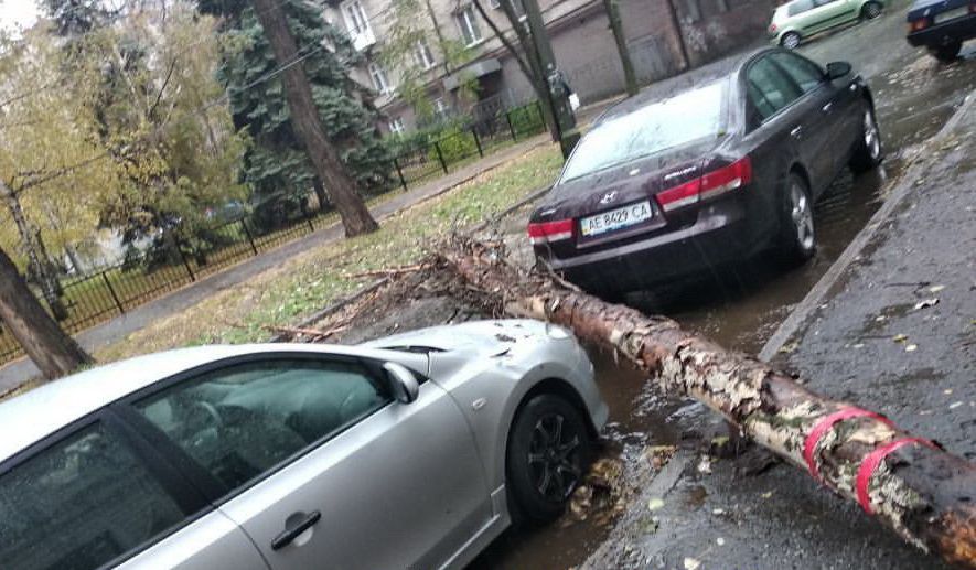 «Так выглядит удача»: в Днепре упало дерево. Новости Днепра