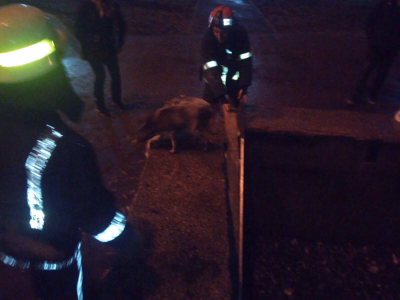 Пришлось вызывать спасателей: пес провалился в фонтан. Новости Днепра