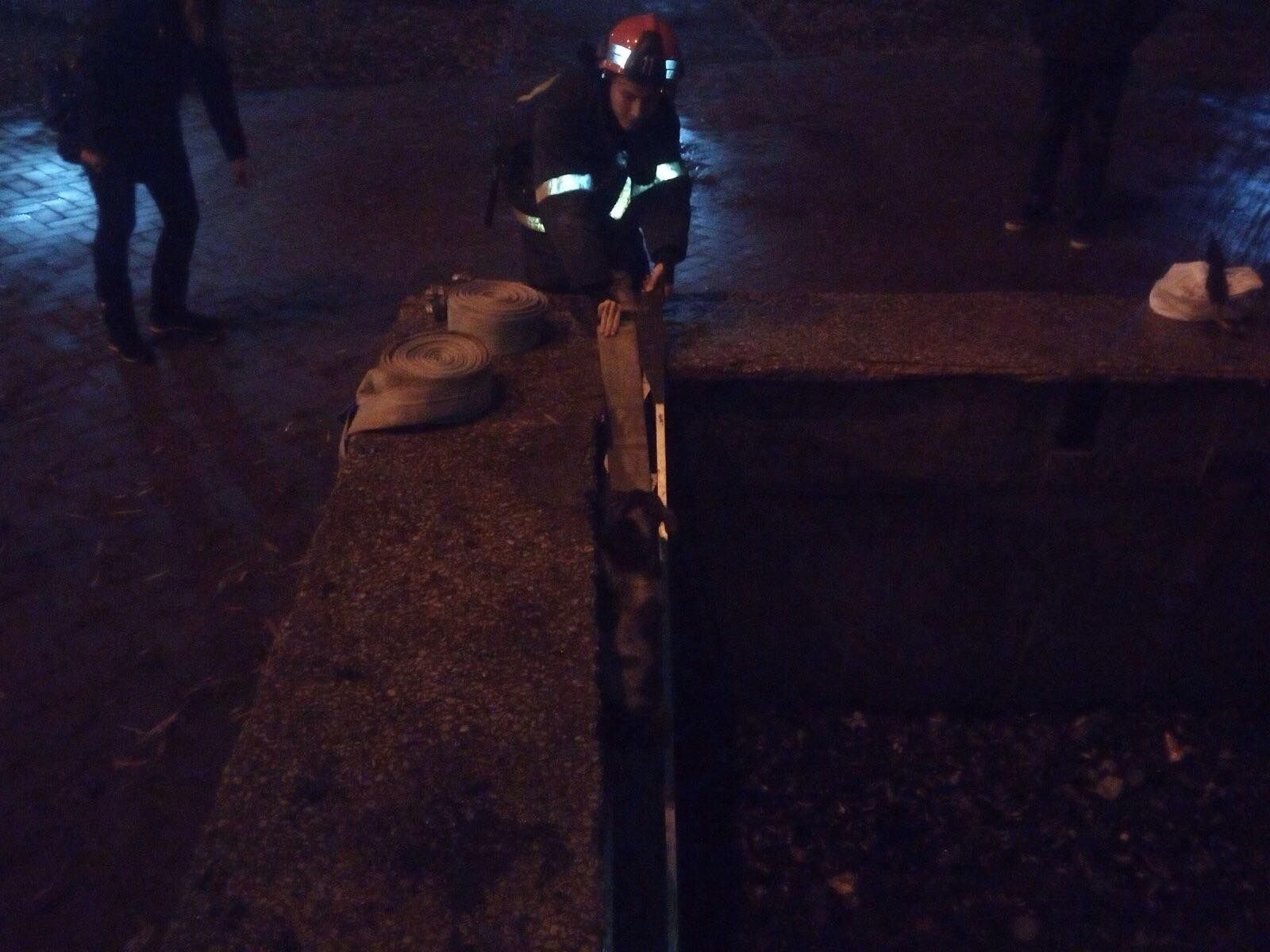 Пришлось вызывать спасателей: пес провалился в фонтан. Новости Днепра