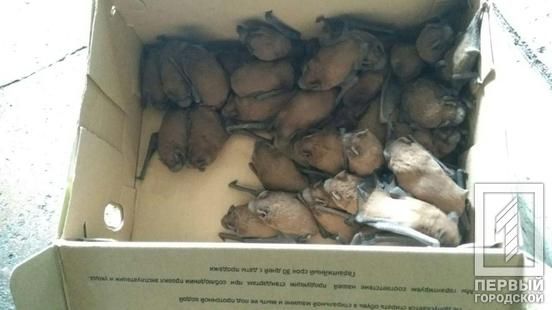 «Необычные соседи»: летучие мыши «заполонили» балкон многоэтажки. Новости Днепра