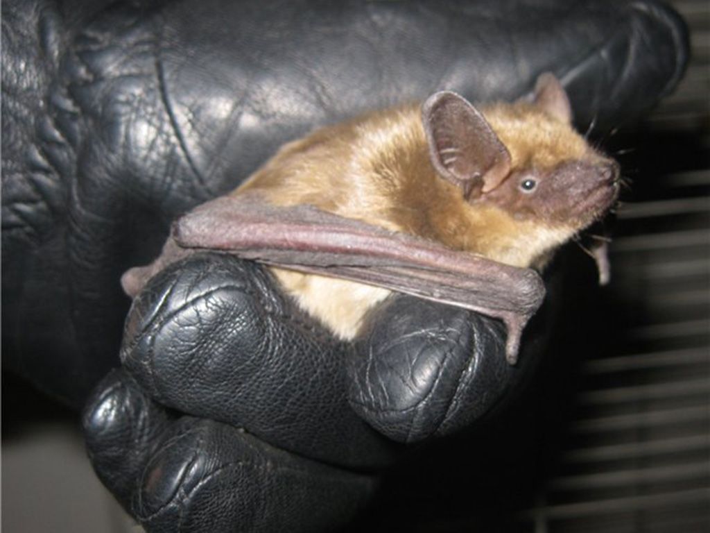 «Необычный гость»: в Днепре летучая мышь «захватила» балкон. Новости Днепра