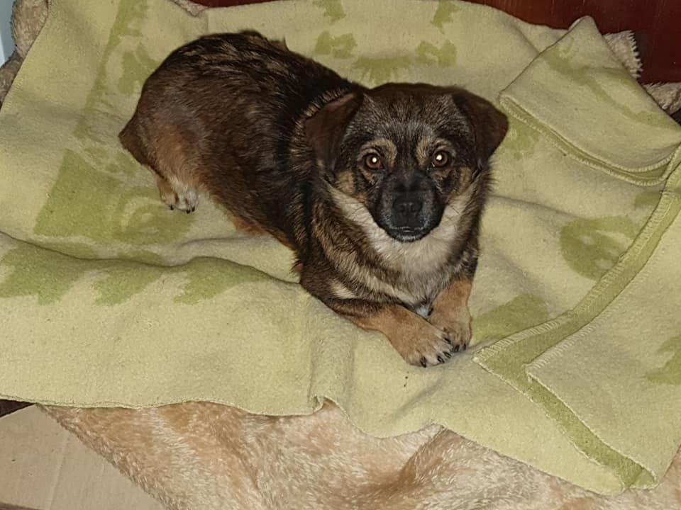 Под Днепром собаку привязали к дорожному знаку и бросили умирать на холоде. Новости Днепра