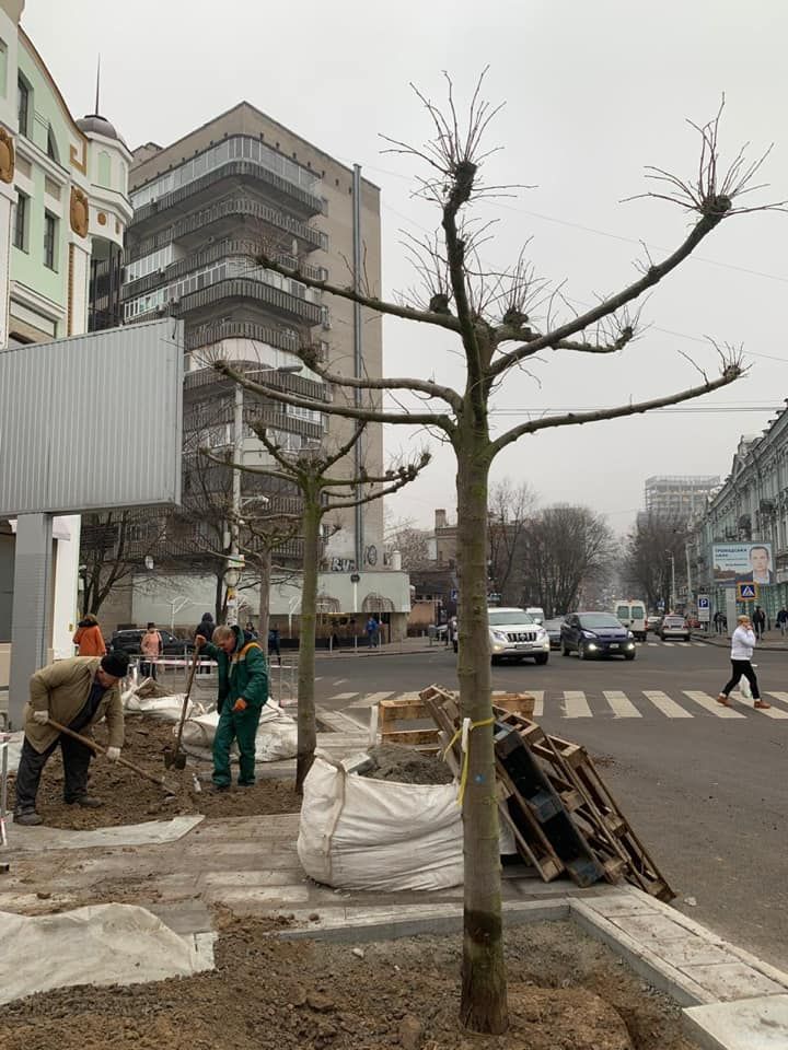«Свершилось»: в центре Днепра высадили новые деревья. Новости Днепра