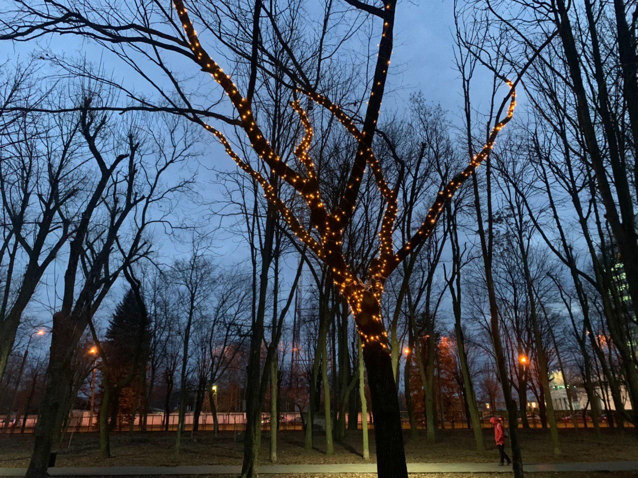 В парке Днепра появилось «дерево желаний». Новости Днепра