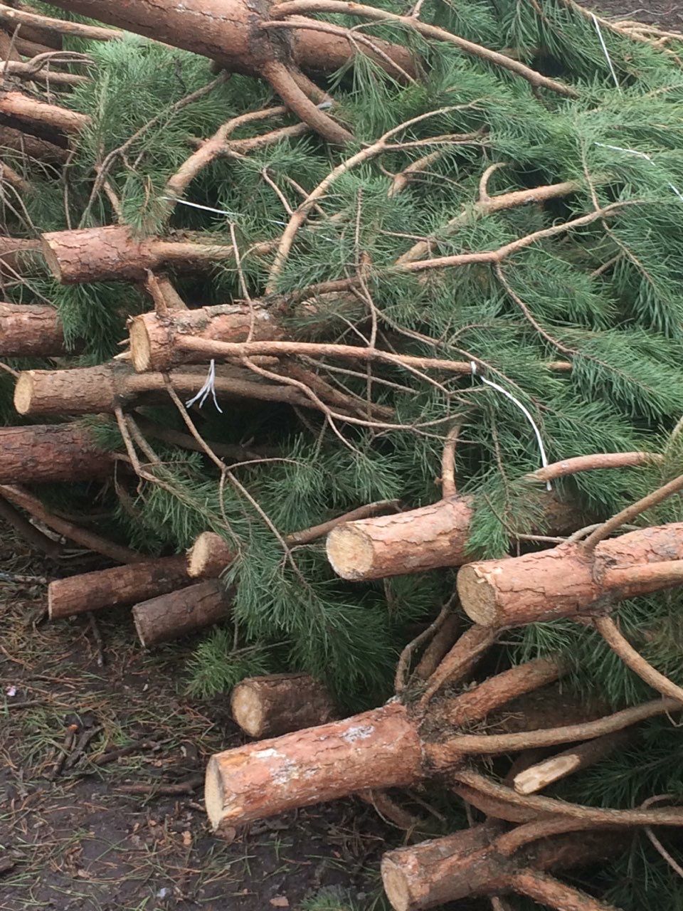 «Праздник приближается»: сколько стоят новогодние елки в Днепре. Новости Днепра