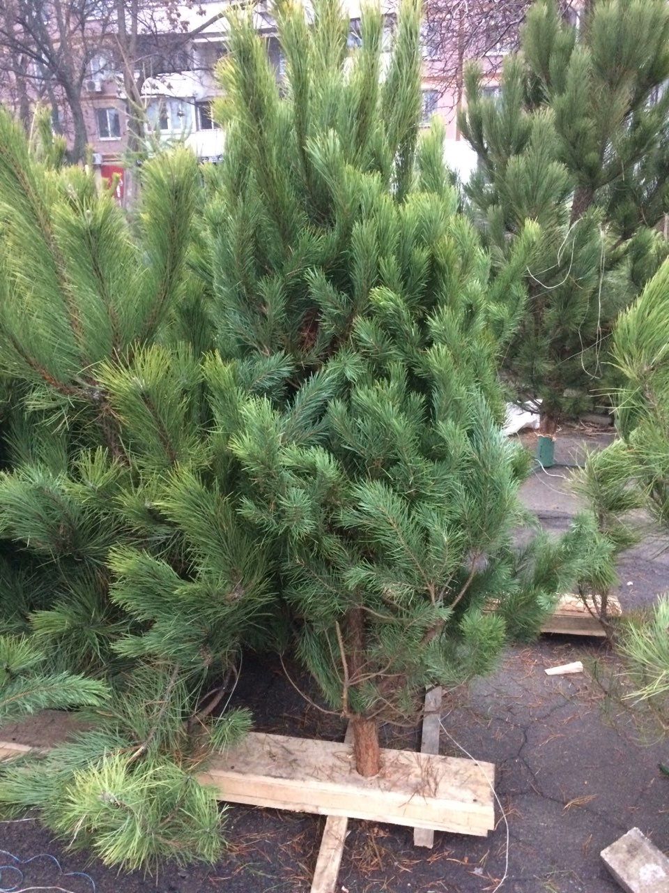 «Праздник приближается»: сколько стоят новогодние елки в Днепре. Новости Днепра