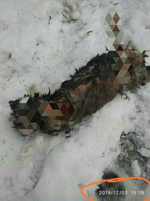 В Днепре продолжает орудовать маньяк-живодер. Новости Днепра