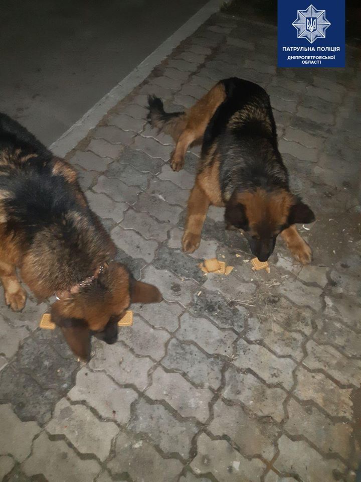 В Днепре полицейские вернули домой овчарок-беглецов. Новости Днепра