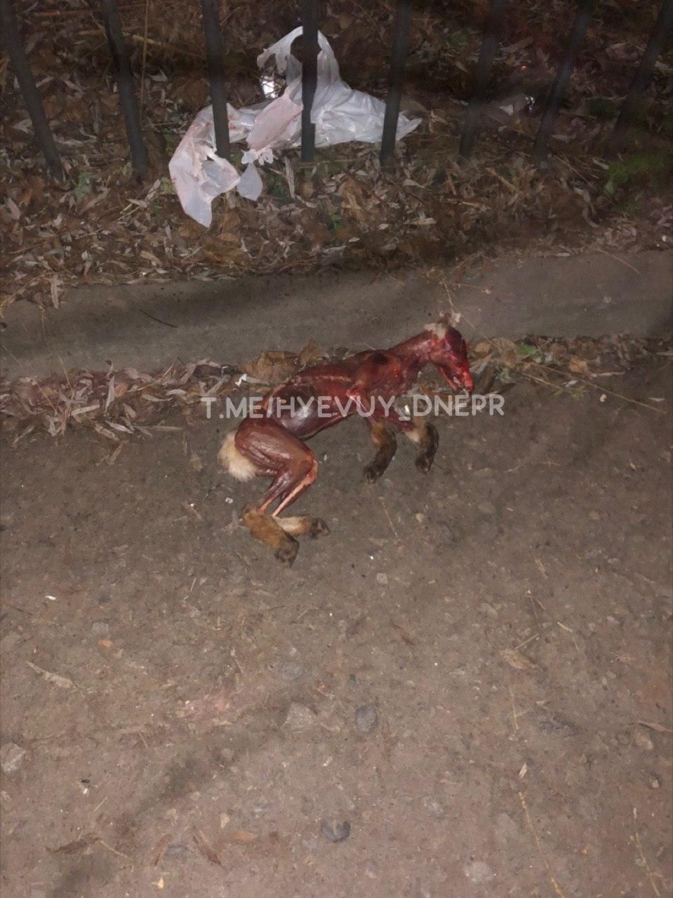 «Максимальная жестокость»: в Днепре с собаки содрали кожу и выбросили посреди улицы. Новости Днепра