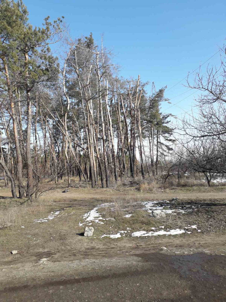 Днепряне просят спасти лес на одном из жилмассивов. Новости Днепра