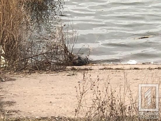 В Кривом Роге обнаружили голову расчлененной женщины. Новости Днепра