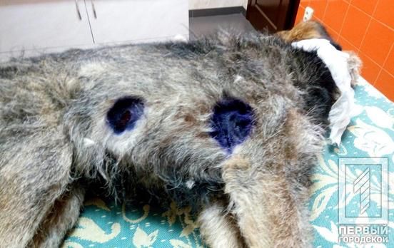 Полицейский жестоко поиздевался над собакой. Новости Днепра