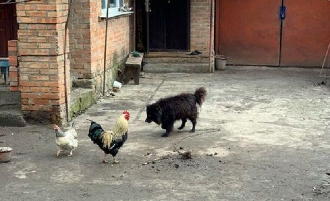 Соцсети взорвались «фотожабами» из-за высказывания нардепа Брагара о продаже собаки для оплаты газа. Новости Украины