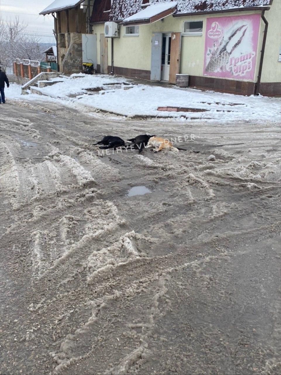 Обрыв проводов из-за непогоды: трех собак убило током. Новости Днепра