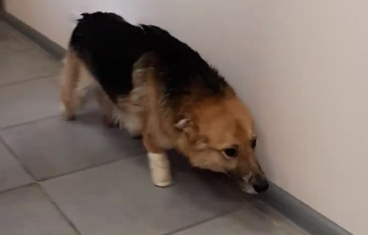 Пес Сильвер, которому отрубили 4 лапы, начал ходить. Новости Днепра