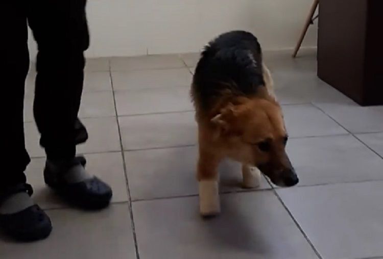 Пес Сильвер, которому отрубили 4 лапы, начал ходить. Новости Днепра