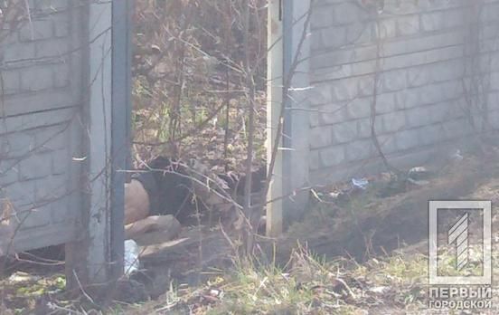 В Кривом Роге задержали убийцу мужчины, труп которого нашли вчера. Новости Днепра