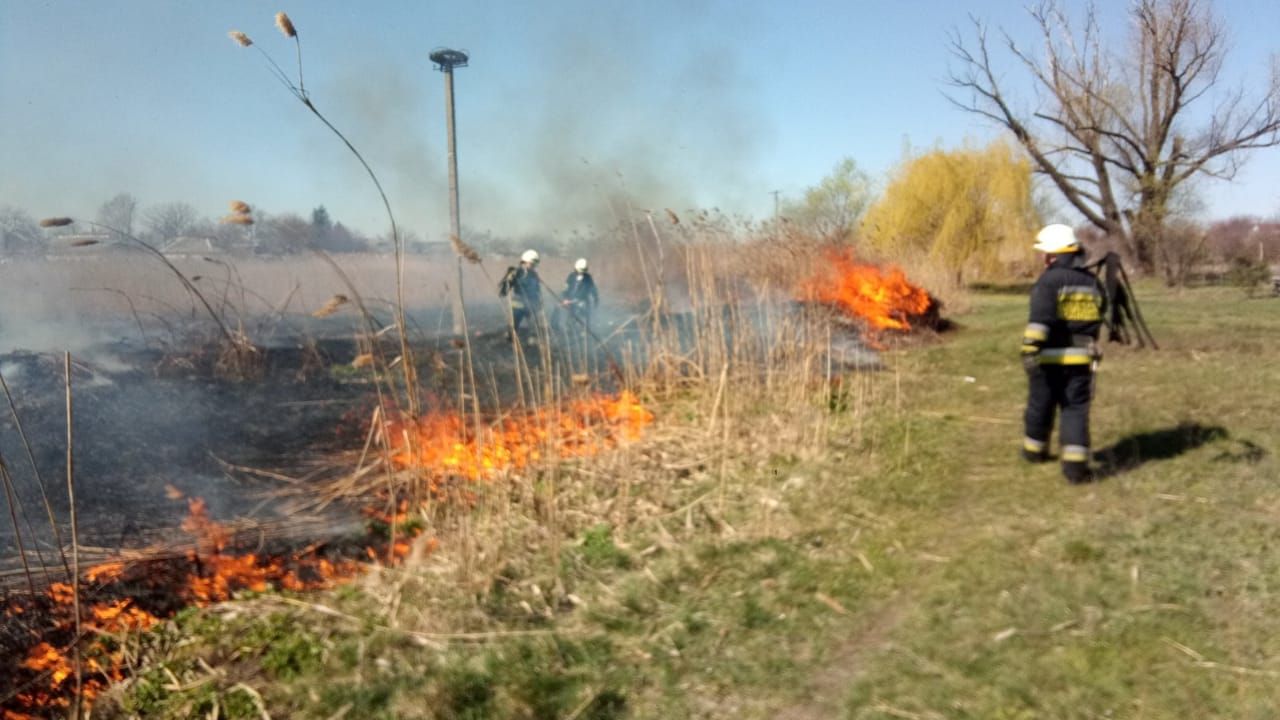 Пожар в Днепре: спасатели вытащили из огня ежа. Новости Днепра