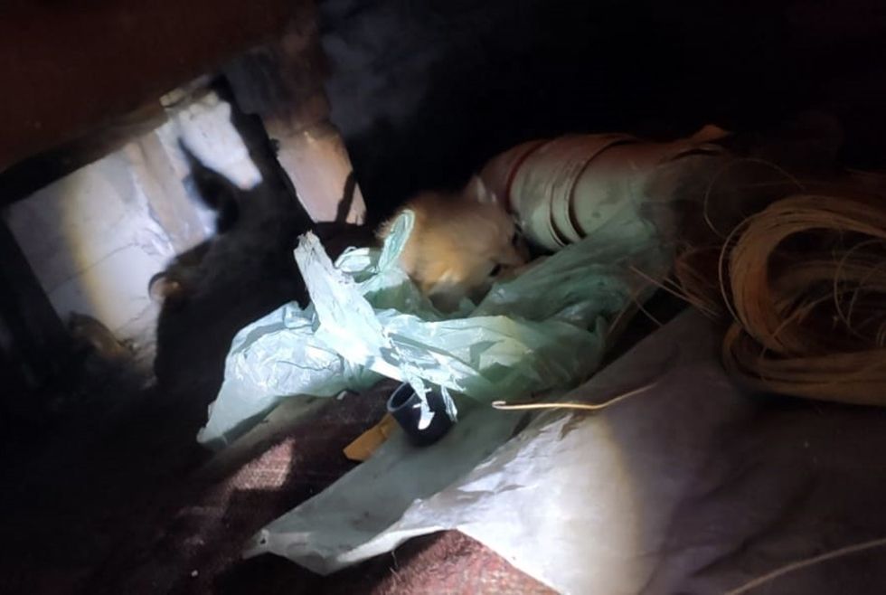 В Днепре спасатели вызволили котят из запертого подвала. Новости Днепра