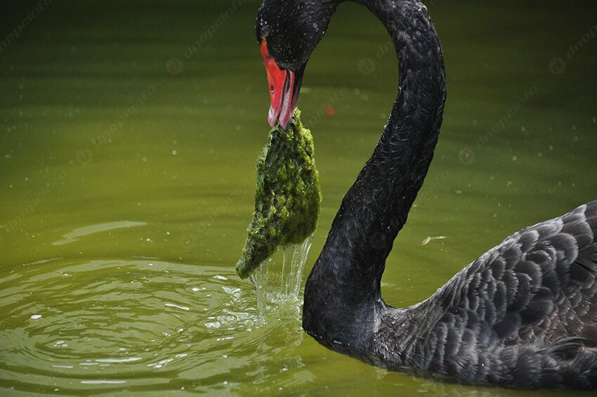 «Вонь будет ужасная»: в Днепре начнут чистить озеро в парке Глобы. Новости Днепра