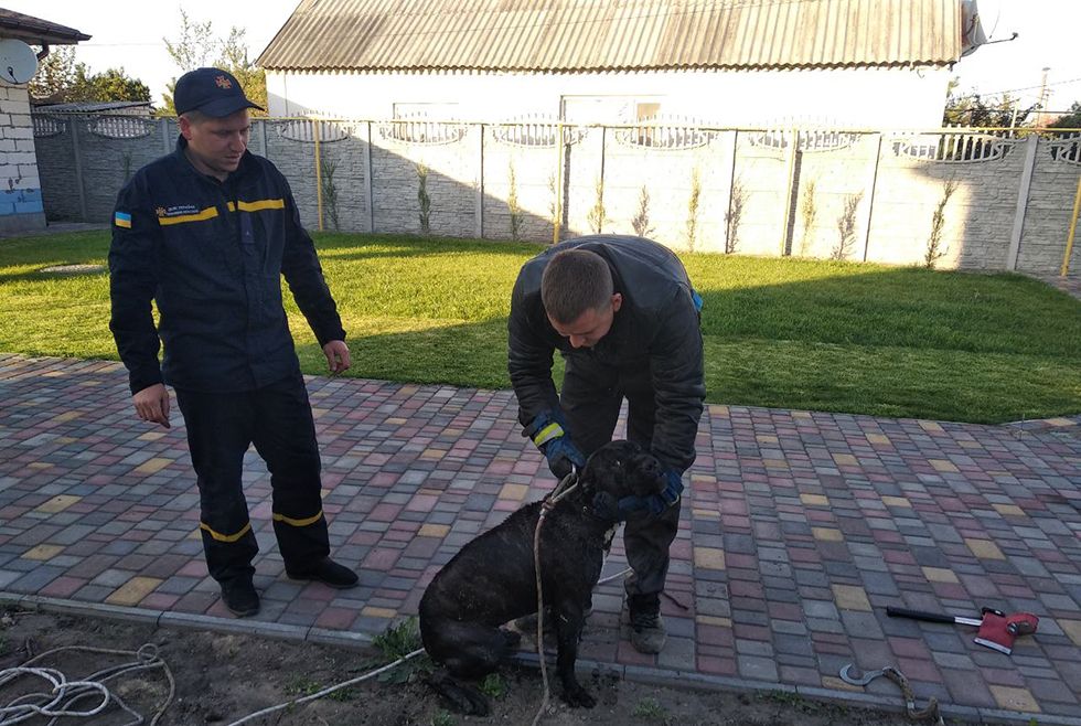 В Подгородном пес провалился в глубокий колодец. Новости Днепра