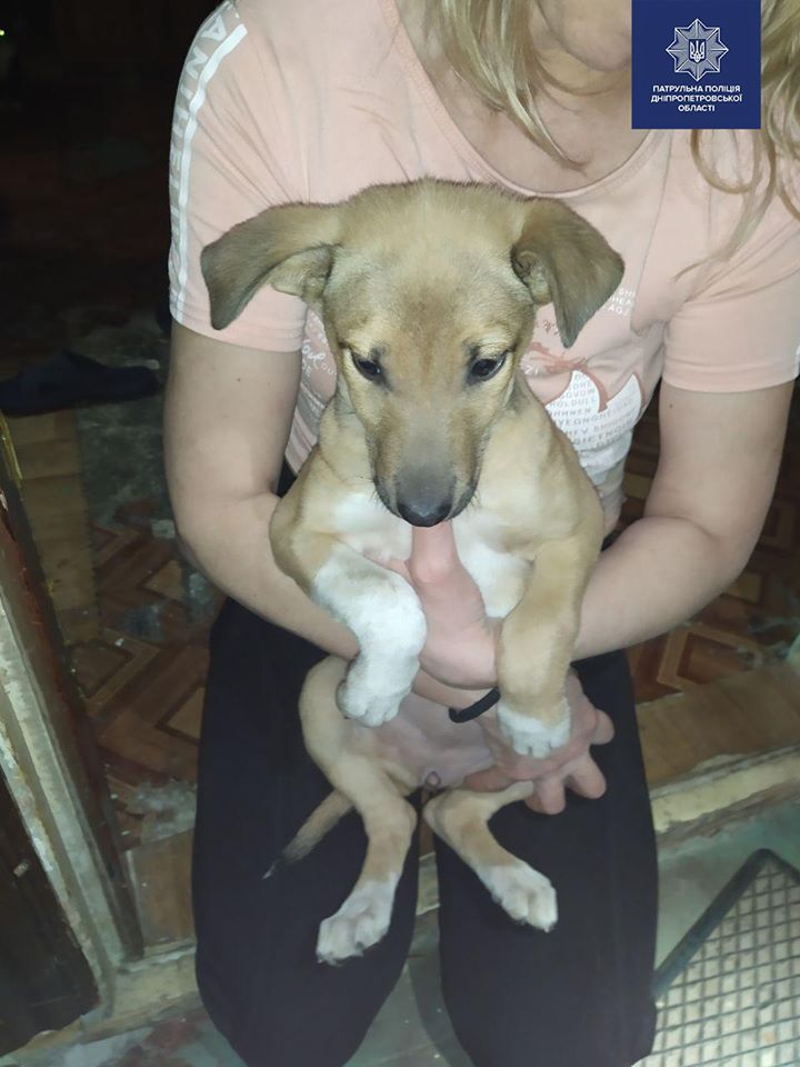 В Днепре мужчина избивал щенка ногами. Новости Днепра
