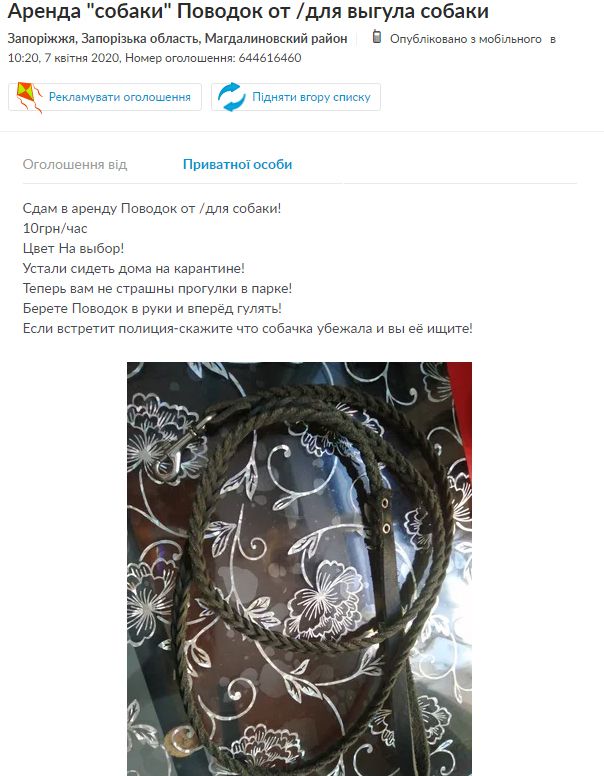 «Не роскошь, а средство передвижения»: в Днепре собак сдают в аренду для прогулок. Новости Днепра