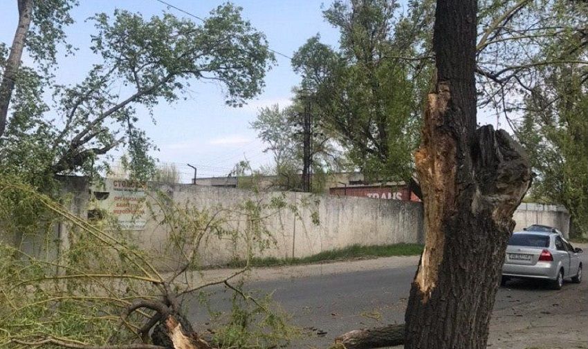 В Днепре дерево упало на авто. Новости Днепра