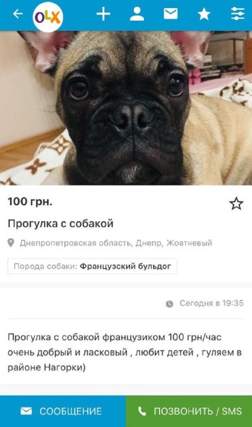 «Не роскошь, а средство передвижения»: в Днепре собак сдают в аренду для прогулок. Новости Днепра