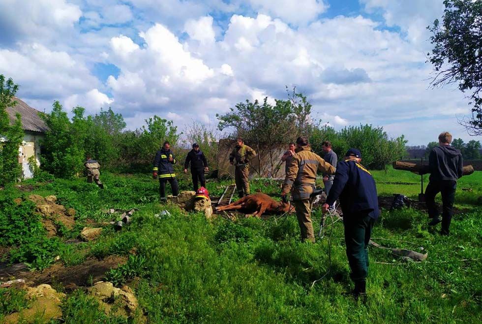 На Днепропетровщине спасатели вызволили животное из ловушки. Новости Днепра