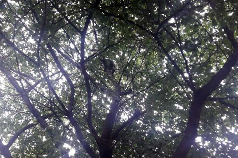 В Днепре спасатели сняли кота с дерева. Новости Днепра