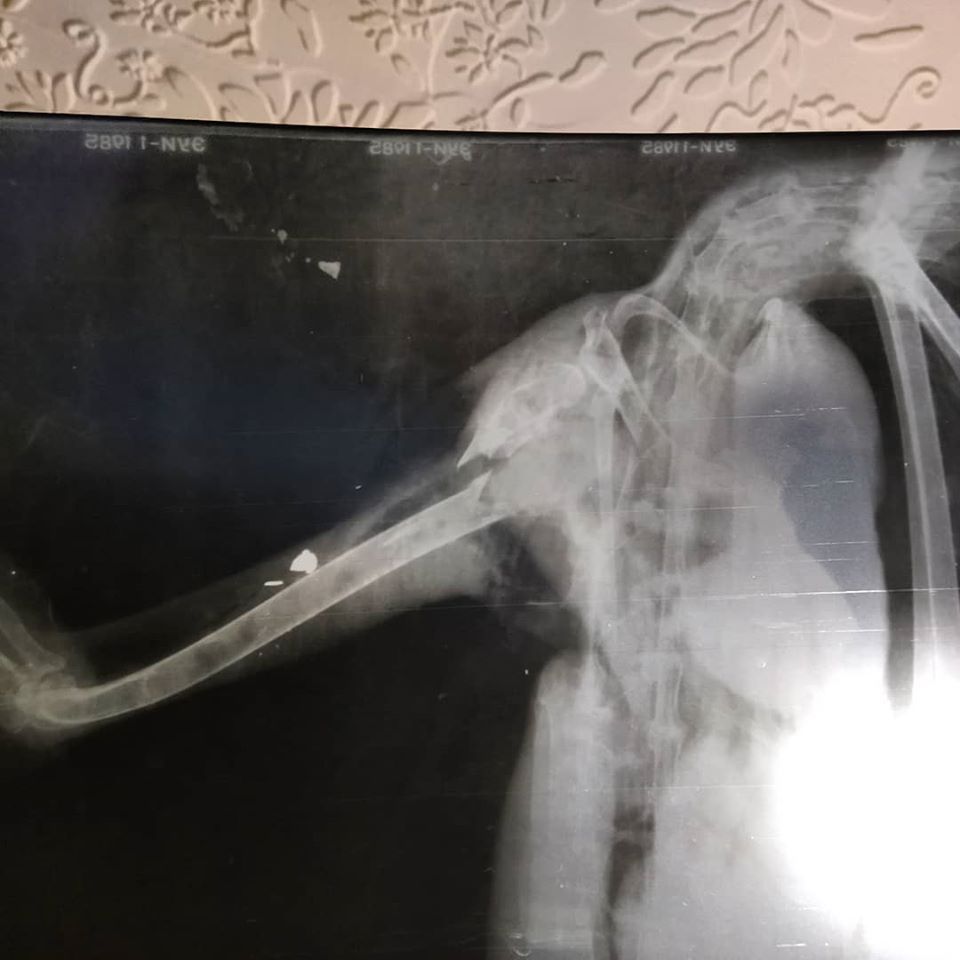 В днепровском приюте спасают подстреленную цаплю. Новости Днепра