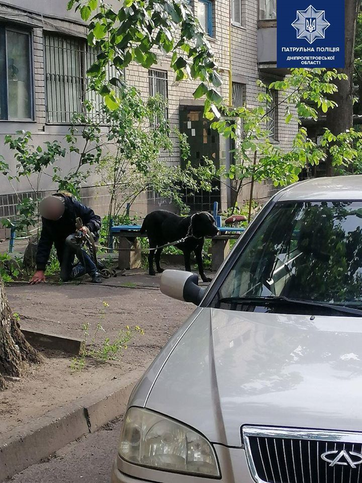 В Днепре на людей нападают агрессивные собаки  на днепрян нападают собаки